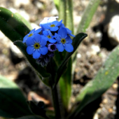 Nezabudka alpínska
