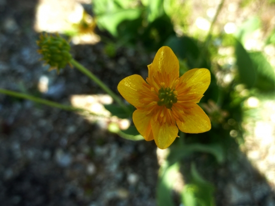 Iskerník obličkovolistý