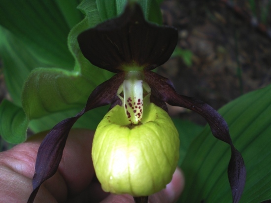 Črievičník papučkový