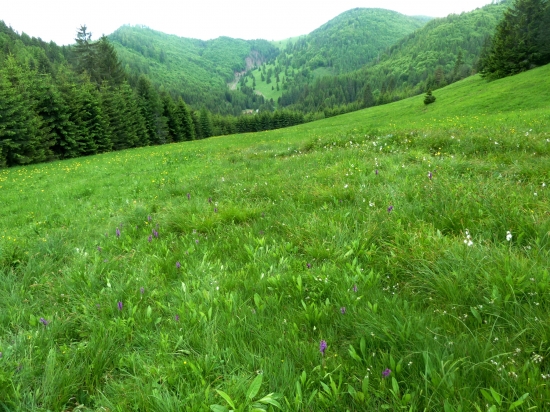 Kopanec
