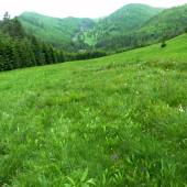 Kopanec