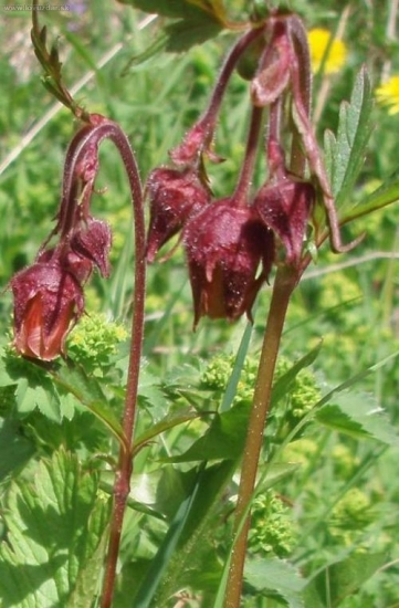 GEUM RIVALE