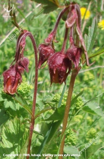 GEUM RIVALE