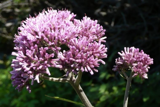 Mačucha cesnačkovitá (Adenostyles alliariae (Gouan) A. Kern.)