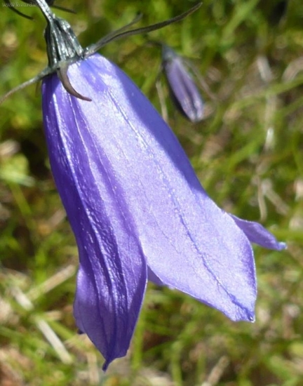 ZVONČEK TATRANSKÝ - Campanula tatrae Borbás