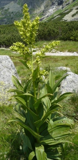 Kýchavica biela Lobelova (Veratrum album subsp. lobelianum)