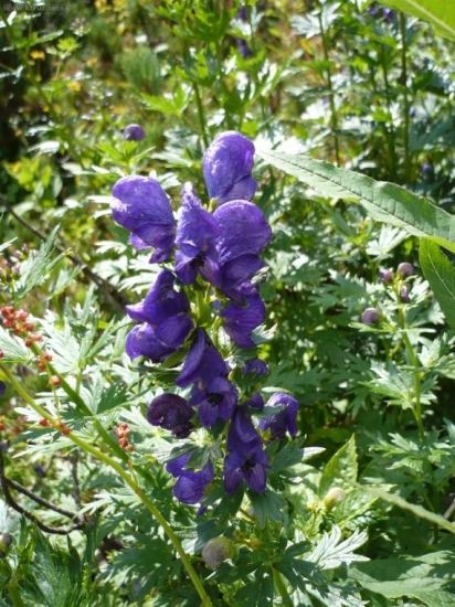 Prilbica tuhá - Aconitum firmum