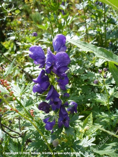 Prilbica tuhá - Aconitum firmum
