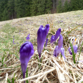 krokus
