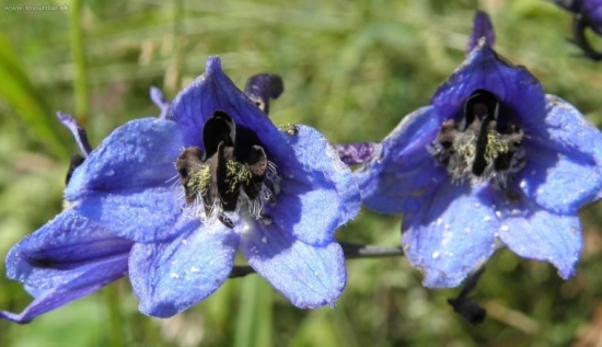 Horec luskáčovitý