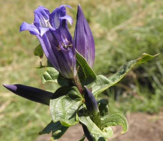 Horec luskáčovitý - Gentiana asclepiadea