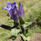 Horec luskáčovitý - Gentiana asclepiadea