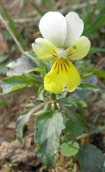 Fialka trojfarebná (Viola tricolor L. emend. F. W. Schmidt)