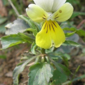 Fialka trojfarebná (Viola tricolor L. emend. F. W. Schmidt)