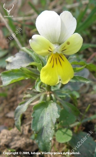 Fialka trojfarebná (Viola tricolor L. emend. F. W. Schmidt)
