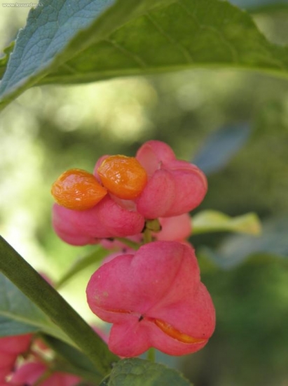 Bršlen európsky (Euonymus europaeus)