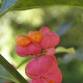 Bršlen európsky (Euonymus europaeus)