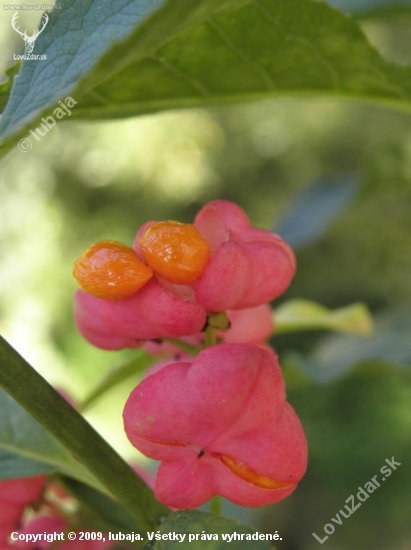 Bršlen európsky (Euonymus europaeus)