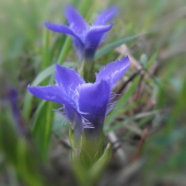 Pahorec brvitý (Gentianopsis ciliata (L.) Ma)