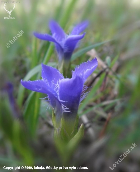 Pahorec brvitý (Gentianopsis ciliata (L.) Ma)