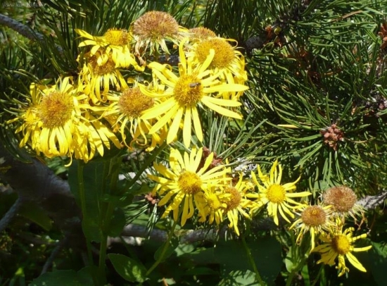 Kamzičník rakúsky - (Doronicum austriacum Jacq. )