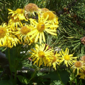 Kamzičník rakúsky - (Doronicum austriacum Jacq. )
