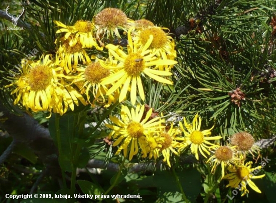 Kamzičník rakúsky - (Doronicum austriacum Jacq. )