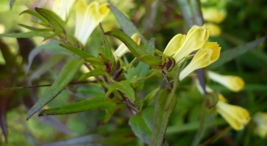 Pyštek obyčajný  - Linaria vulgaris Mill.