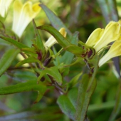 Pyštek obyčajný  - Linaria vulgaris Mill.