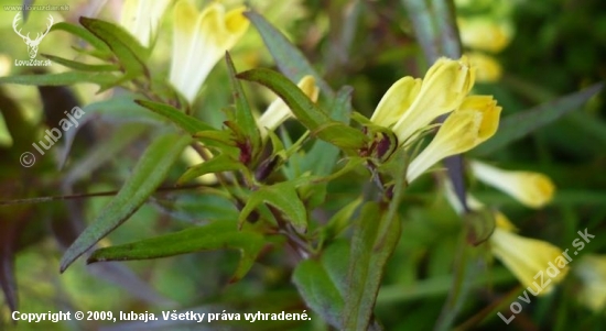 Pyštek obyčajný  - Linaria vulgaris Mill.