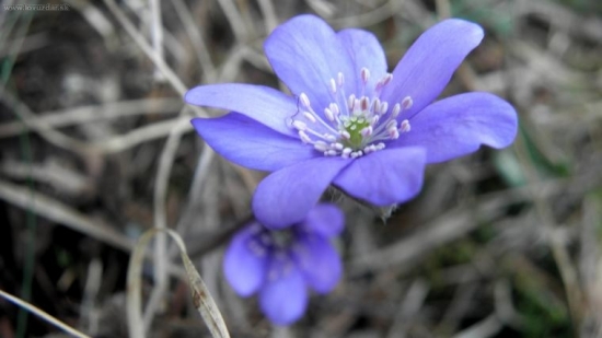 Pečeňovník trojlaločnatý - HEPATICA NOBILIS 2010