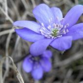Pečeňovník trojlaločnatý - HEPATICA NOBILIS 2010