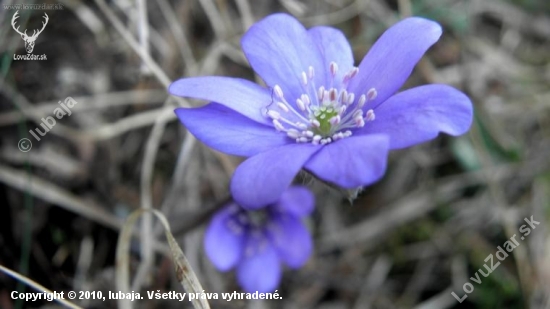 Pečeňovník trojlaločnatý - HEPATICA NOBILIS 2010