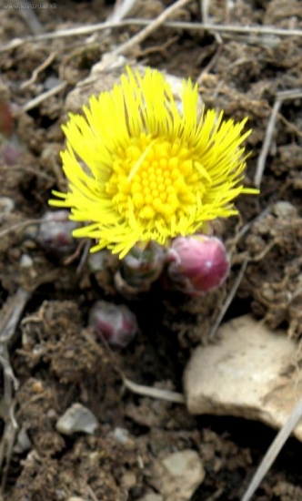 Podbeľ liečivý - TUSSILAGO FARFARA