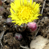 Podbeľ liečivý - TUSSILAGO FARFARA