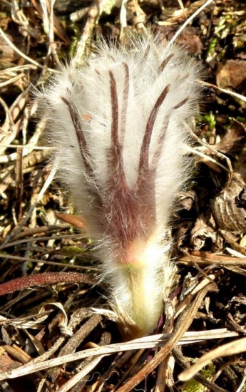 Ponikles slovenský - PULSATILLA SLAVICA