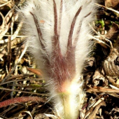 Ponikles slovenský - PULSATILLA SLAVICA