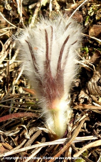 Ponikles slovenský - PULSATILLA SLAVICA