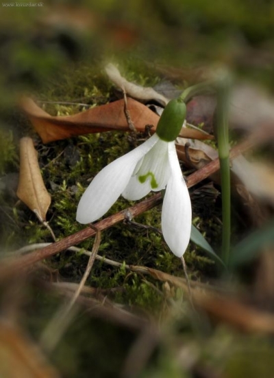Snežienka jarná - GALANTHUS NIVALIS