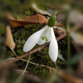 Snežienka jarná - GALANTHUS NIVALIS