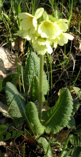 Prvosienka jarná (Primula veris L.)