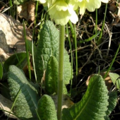 Prvosienka jarná (Primula veris L.)