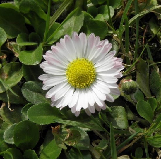 Sedmokráska obyčajná