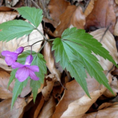 Zubačka žľaznatá -(Dentaria glandulosa Waldst. et Kit. ex Willd.)