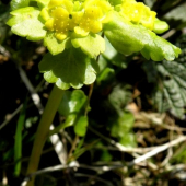 Chrysosplenium alternifolium (Slezinovka striedavolistá)