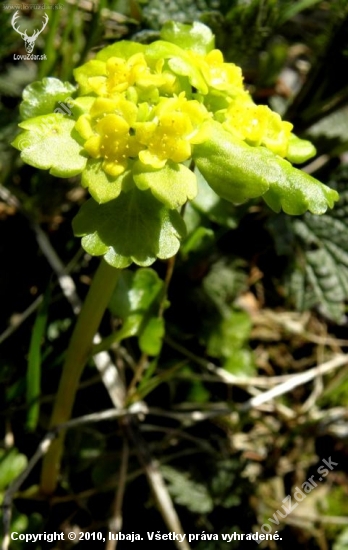 Chrysosplenium alternifolium (Slezinovka striedavolistá)