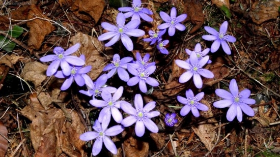 Na HEPAR to nebude, aj ak je top pečeňovník trojlačnatý