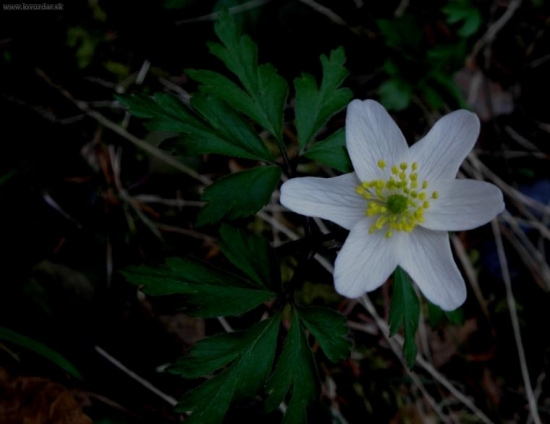 Veternica hájna - Anemone nemorosa