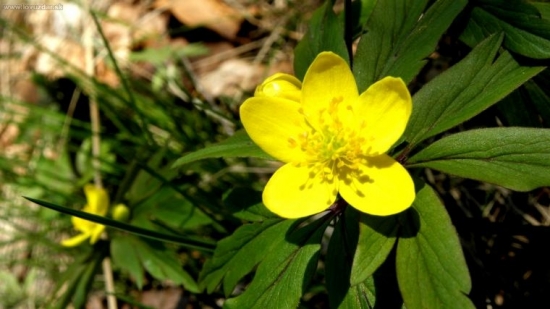 Veternica iskerníkovitá