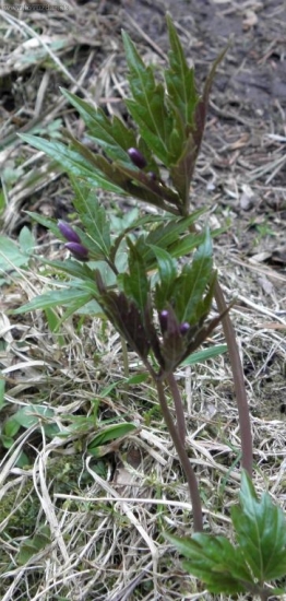 Zubačka žliazkatá (Dentaria glandulosa Waldst. et Kit. ex Willd.)